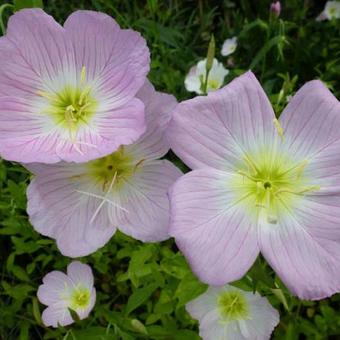 Oenothera speciosa