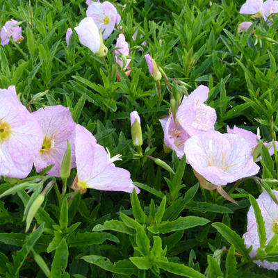 Oenothera speciosa 'Siskiyou' - Teunisbloem