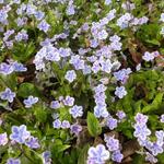 Omphalodes cappadocica 'Starry Eyes' - Amerikaans vergeet-mij-nietje