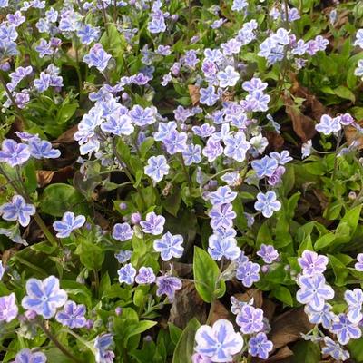 Omphalodes cappadocica 'Starry Eyes' - Amerikaans vergeet-mij-nietje