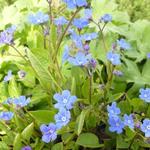 Omphalodes verna - Amerikaans vergeet-mij-nietje