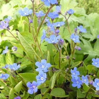 Omphalodes verna