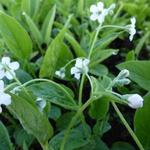 Omphalodes verna 'Alba' - Amerikaans vergeet-mij-nietje