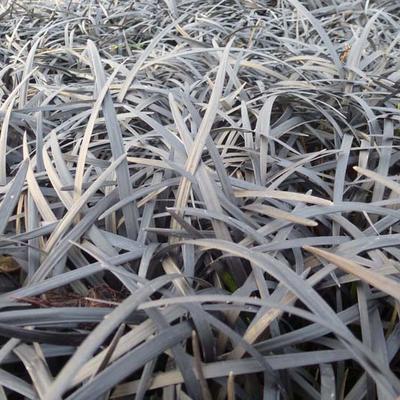 Ophiopogon planiscapus 'Niger - Slangebaard