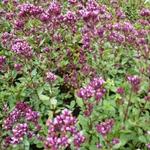 Origanum laevigatum 'Herrenhausen' - Marjolein