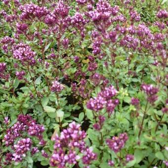 Origanum laevigatum 'Herrenhausen'