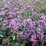 Origanum laevigatum 'Hopley's' - Marjolein