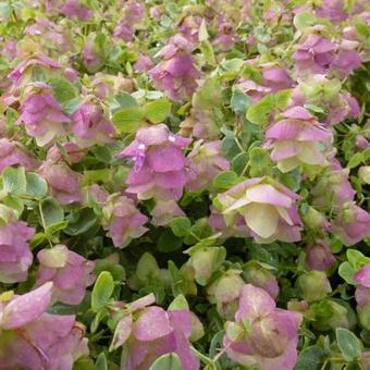 Origanum rotundifolia 'Kent Beauty'