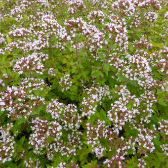 Origanum vulgare 'Aureum'