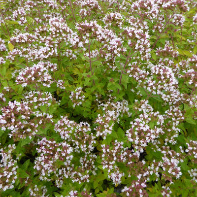 Goudmarjolein, goudoregano - Origanum vulgare 'Aureum'