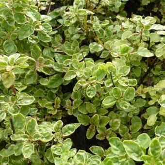 Origanum vulgare 'Country Cream'