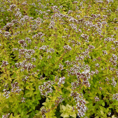 Wilde marjolein, oregano - Origanum vulgare 'Thumble's Variety'