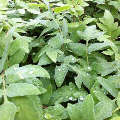 Osmunda regalis 'Purpurascens' - Koningsvaren, Keizersvaren