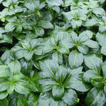 Pachysandra terminalis 'Green Sheen' - Schaduwkruid