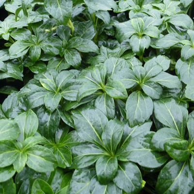 Pachysandra terminalis 'Green Sheen' - Schaduwkruid