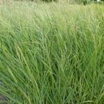 Panicum amarum - Panicum amarum