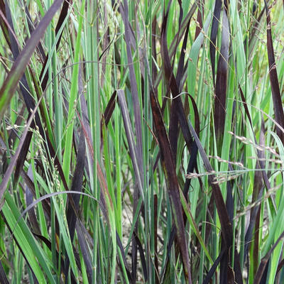 Vingergras - Panicum virgatum 'JS Blue Darkness'