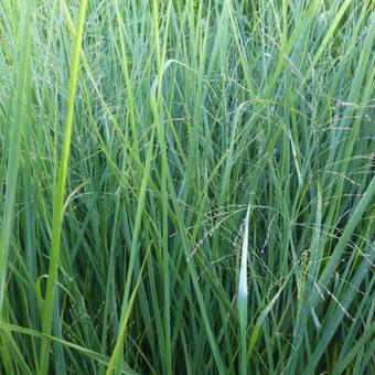 Panicum virgatum 'Cloud Nine'