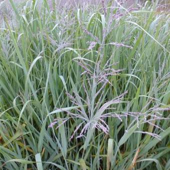 Panicum virgatum 'Dallas Blues'