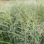 Vingergras - Panicum virgatum 'Heavy Metal'