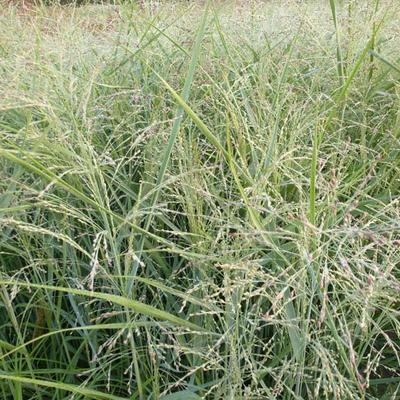 Panicum virgatum 'Heavy Metal' - Vingergras