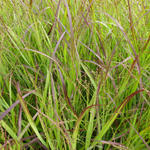 Panicum virgatum 'Heiliger Hain' - Vingergras