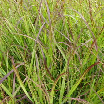 Panicum virgatum 'Heiliger Hain'