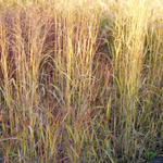 Panicum virgatum 'Hot Rod' - Vingergras