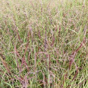 Panicum virgatum 'Huron Solstice'