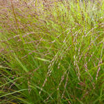 Panicum virgatum 'Kupferhirse' - Vingergras