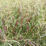 Panicum virgatum 'Prairie Fire' - Vingergras