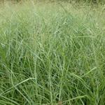 Panicum virgatum 'Prairie Sky' - Vingergras