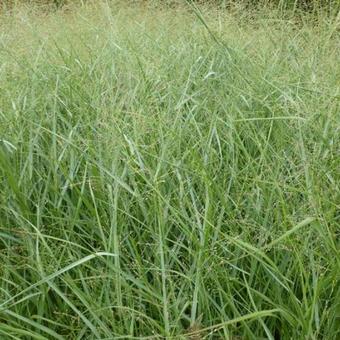 Panicum virgatum 'Prairie Sky'