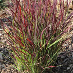 Panicum virgatum 'Sangria' - Vingergras - Panicum virgatum 'Sangria'