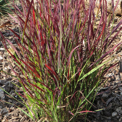 Vingergras - Panicum virgatum 'Sangria'