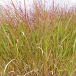 Panicum Virgatum 'Squaw' - Vingergras