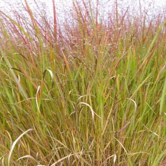 Panicum Virgatum 'Squaw'