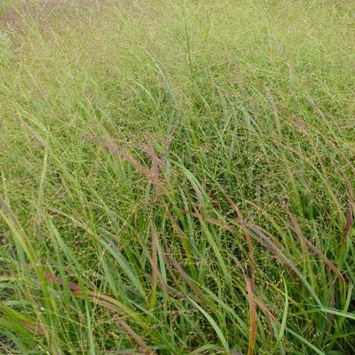 Vingergras - Panicum virgatum 'Strictum'