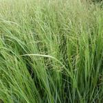 Panicum virgatum 'Thundercloud' - Vingergras - Panicum virgatum 'Thundercloud'