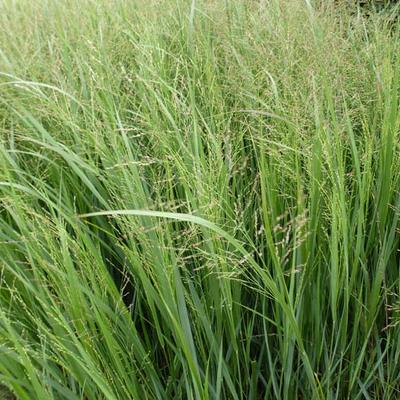 Vingergras - Panicum virgatum 'Thundercloud'