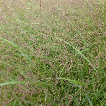 Panicum virgatum 'Warrior'