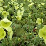 Papaver nudicaule 'Pacino' - Japanse klaproos