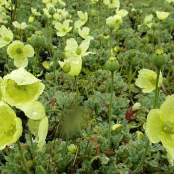 Papaver nudicaule 'Pacino'