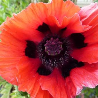 Papaver orientale 'Beauty of Livermere'