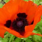 Papaver orientale 'Brilliant' - Oosterse papaver