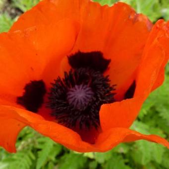 Papaver orientale 'Brilliant'