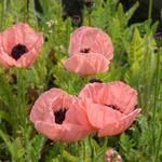 Papaver orientale 'Kleine Tanzerin' - Oosterse papaver