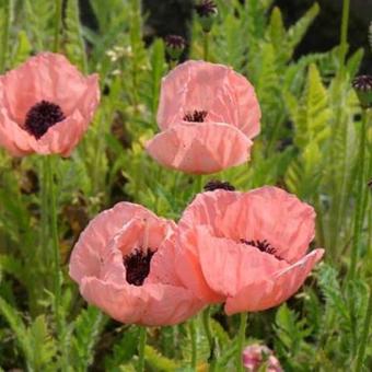 Papaver orientale 'Kleine Tanzerin'