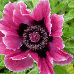 Papaver orientale 'Manhattan' - Oosterse papaver