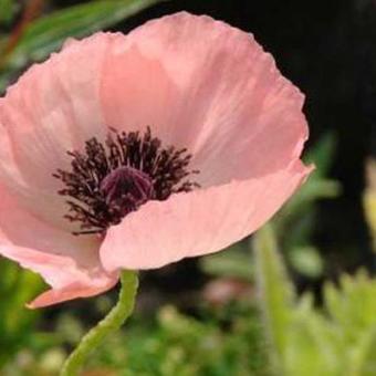 Papaver orientale ‘Picotée’